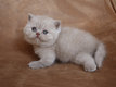 Magnifique chaton British Shorthair Lilac