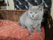 Chartreux , chatons  à réserver