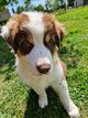 Chiots Berger australien