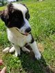 Chiots Berger australien