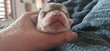 Petit male blue fawn