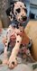 Chiots dalmatiens, maman et papa noir / blanc