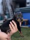 Chiots pincher nain