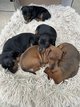 Chiots pincher nain