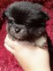 Magnifique Pomchi