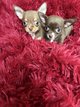 Magnifique chihuahua