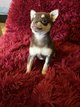Magnifique chihuahua