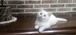 🐾 Adorables chatons british shorthair &...