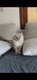 🐾 Adorables chatons british shorthair &...