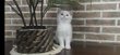 🐾 Adorables chatons british shorthair &...