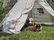 Chiots berger americain miniature avec Pedigree