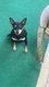 Pinscher nain