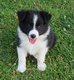 Adorables chiots Border Collie à vendre