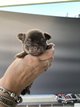 Bébé chihuahua