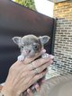 Bébé chihuahua