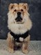 Chow-Chow femelle à donner