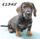 Chiots teckel à poil dur à vendre