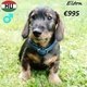 Chiots teckel à poil dur à vendre