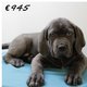 X Chiots American Bully xxl à vendre