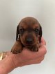 Chiot teckel nain avec pedigree