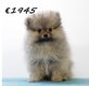 Chiots Poméranien à vendre