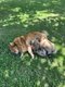Chiot spitz Allemand à vendre