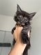 🐾 7 magnifiques chatons Maine Coon...