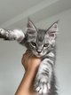 🐾 7 magnifiques chatons Maine Coon...