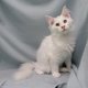 Maine Coon - Splendides chatons à vendre