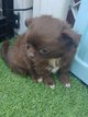 Sublimes chihuahuas pure race