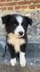 Chiots Border collie à vendre