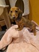 Chiots teckel standard