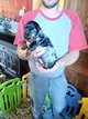 Chiots teckels poils longs arlequins