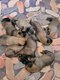 A réservé chiots  malinois