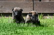 A réservé chiots  malinois