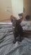 Chatons orientaux