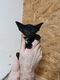 Chatons orientaux