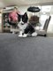 3 magnifiques maincoon