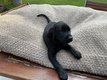 Encore 2 petites femelles german Toller shorthair