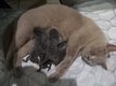 5 chatons British Shorthair Blue à vendre