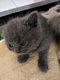 5 chatons British Shorthair Blue à vendre