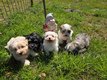 Irrésistibles Chiots Bichon Havanais