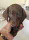 Magnifiques petits teckels nains choco tan