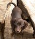 Magnifiques petits teckels nains choco tan