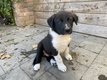 Chiots Border collie
