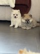 Spitz nain