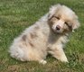 Dernier Berger Australien male rouge merle