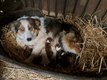Chiots Border Collie à vendre