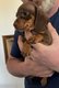 Jolis chiots Teckels nains