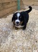 5 merveilles à adopter